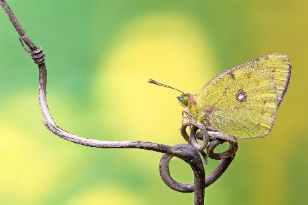 Butterfly on the...rollercoaster!