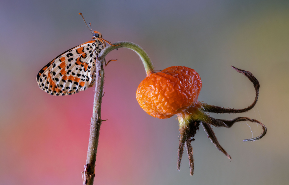 Butterfly rides octopus von Massimo Chiodini