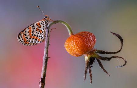 Butterfly rides octopus