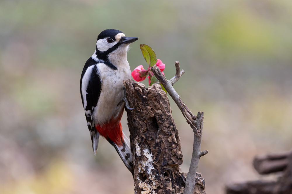 Woodpecker von Massimo Chiodini