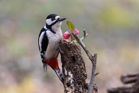 Woodpecker