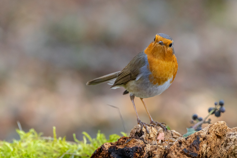 Angry Robin von Massimo Chiodini