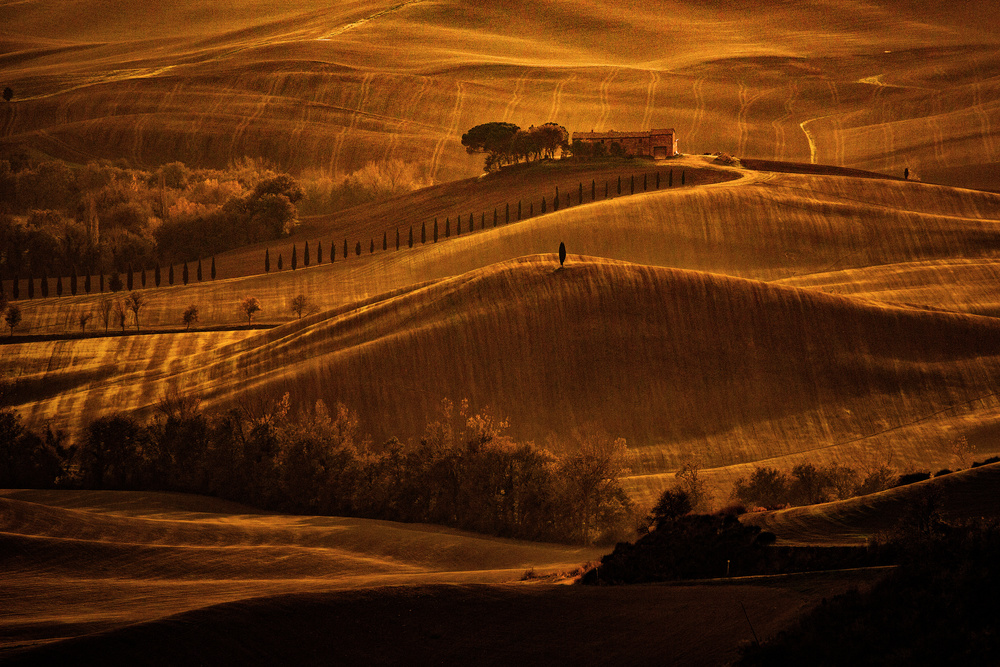 Il cipresso von Massimo Della Latta