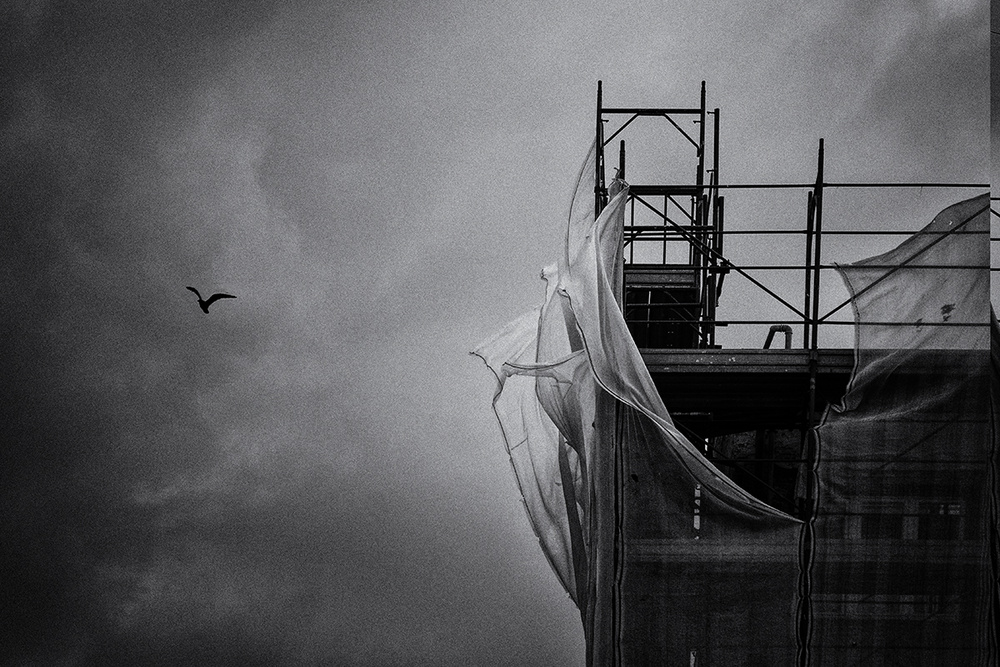 Wings in the wind von Massimo Della Latta