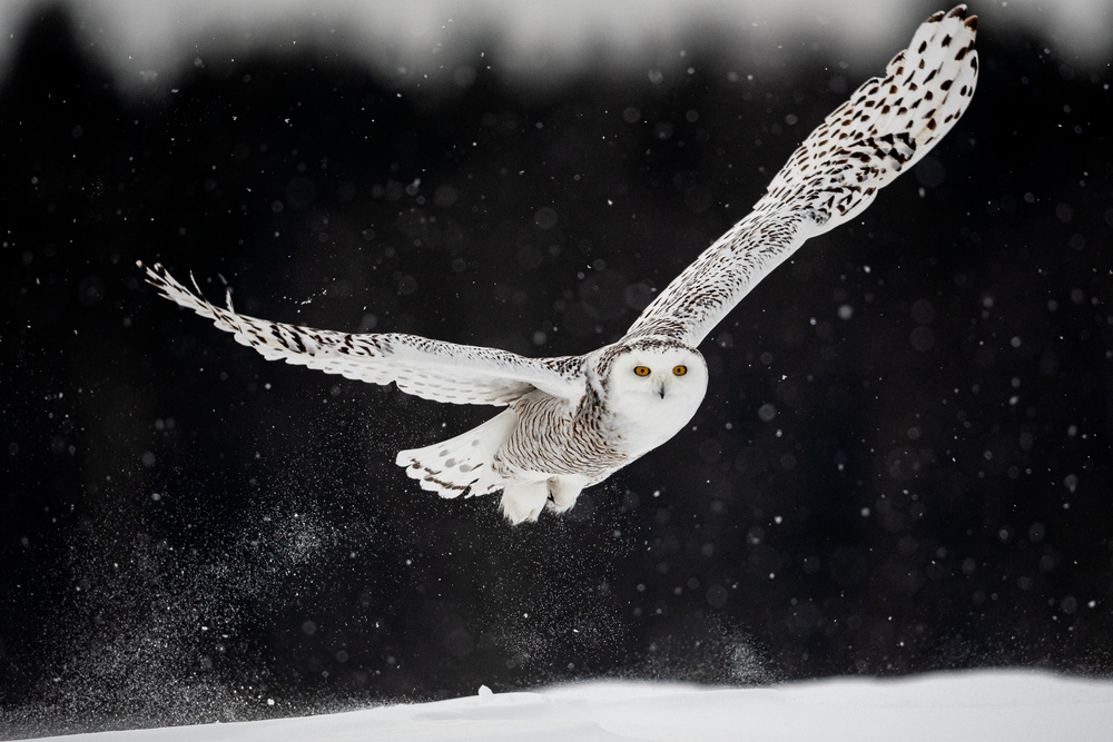 Through the snow von Massimo Felici