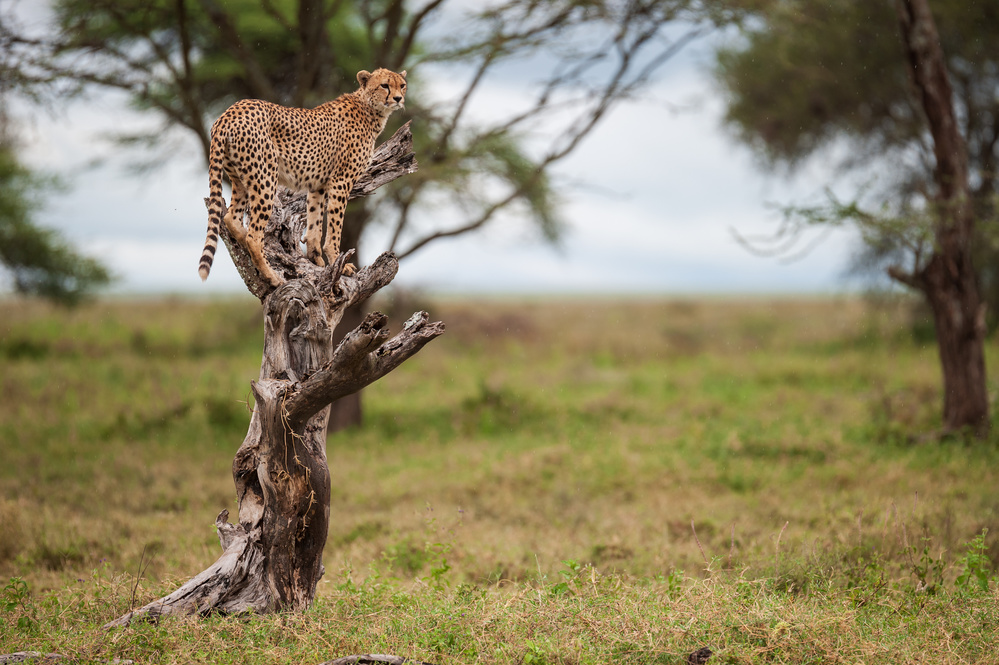 Im spotted, Im on a tree, Im a leopard! von Massimo Felici