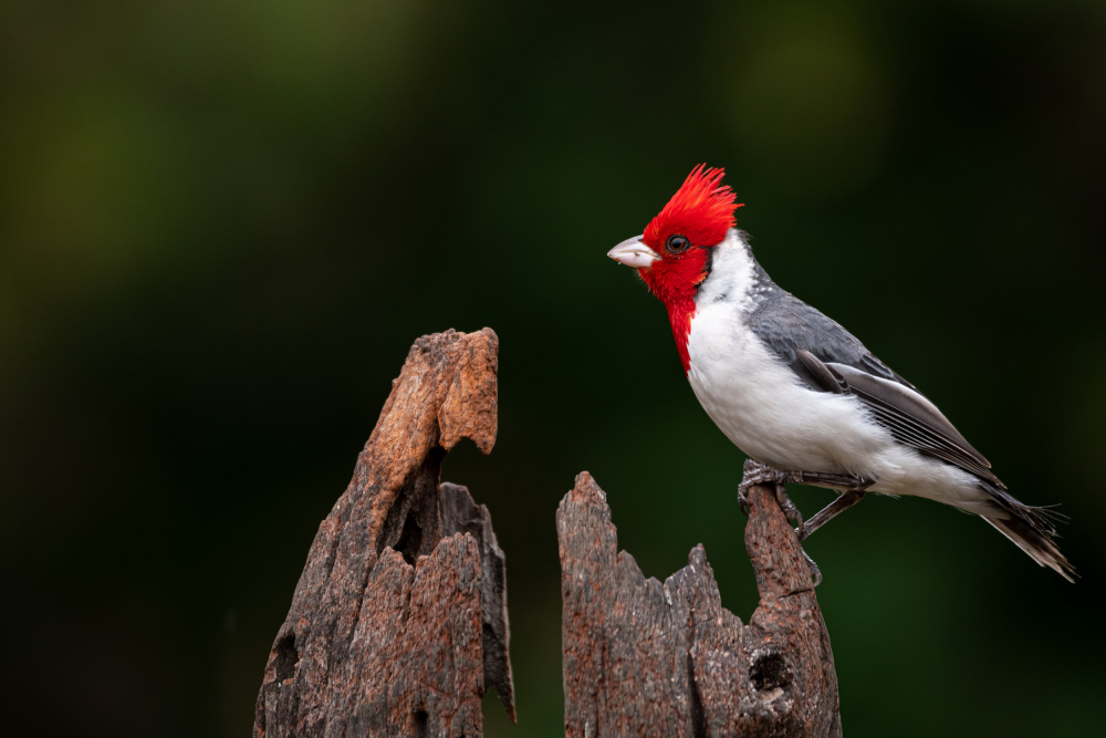 My best side von Massimo Felici