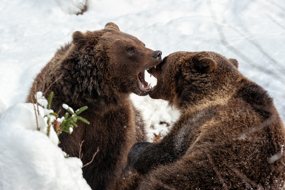 Fight or joke? von Massimo Felici