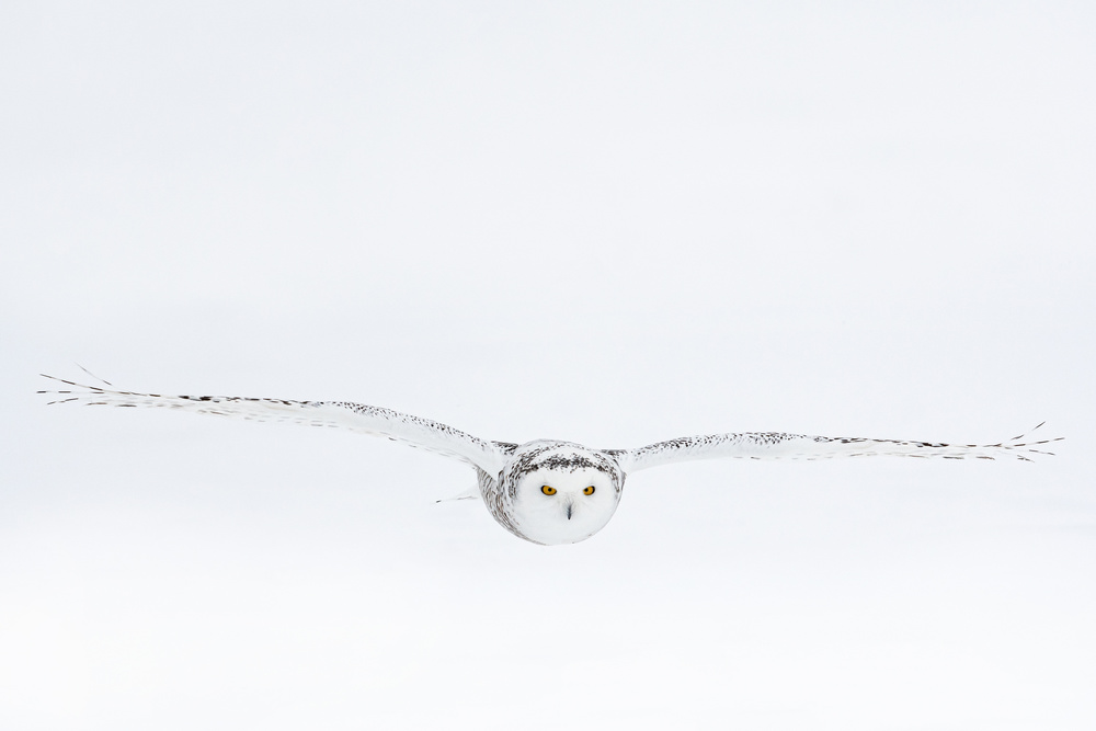 White on white von Massimo Felici