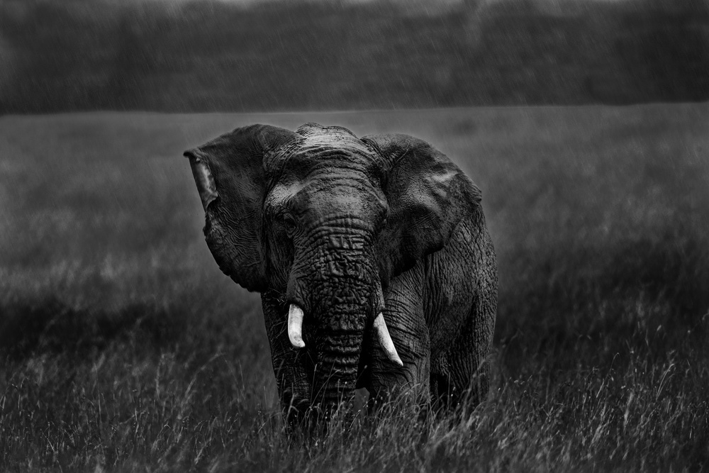 Alone under the rain von Massimo Mei