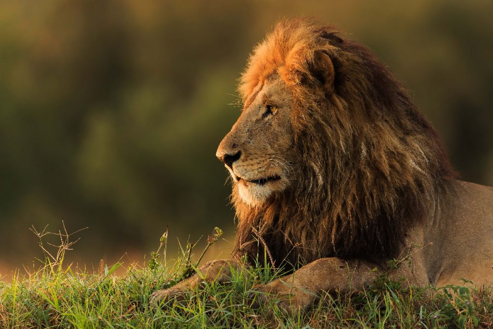 Aufpassender Sonnenaufgang des männlichen Löwes auf Masai Mara von Massimo Mei