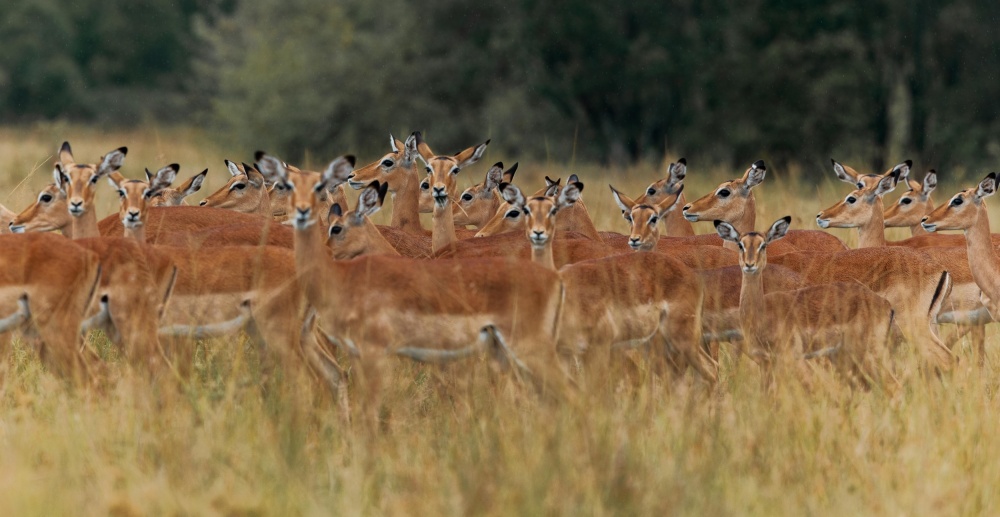 Eyes in the crowd von Massimo Mei