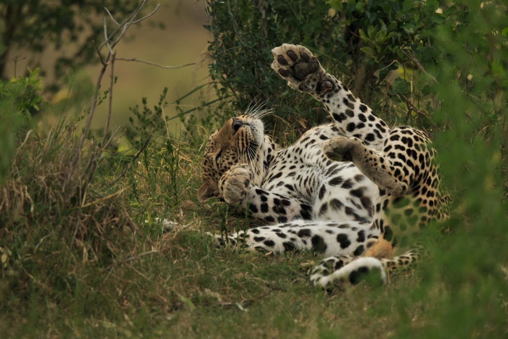 A leopard in Mara Triangle von Massimo Mei