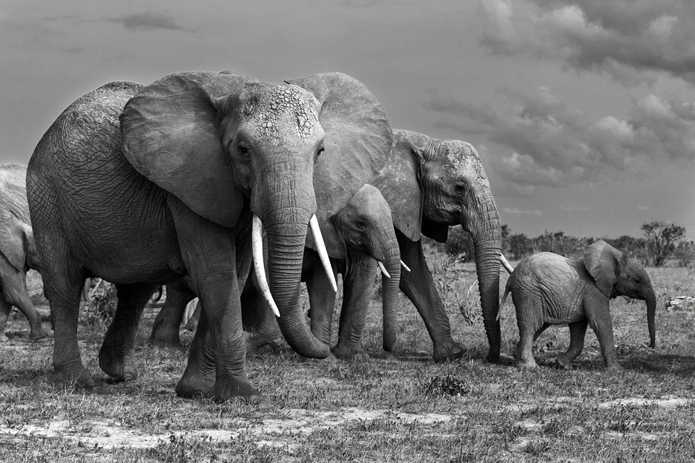 Elephants family von Massimo Mei