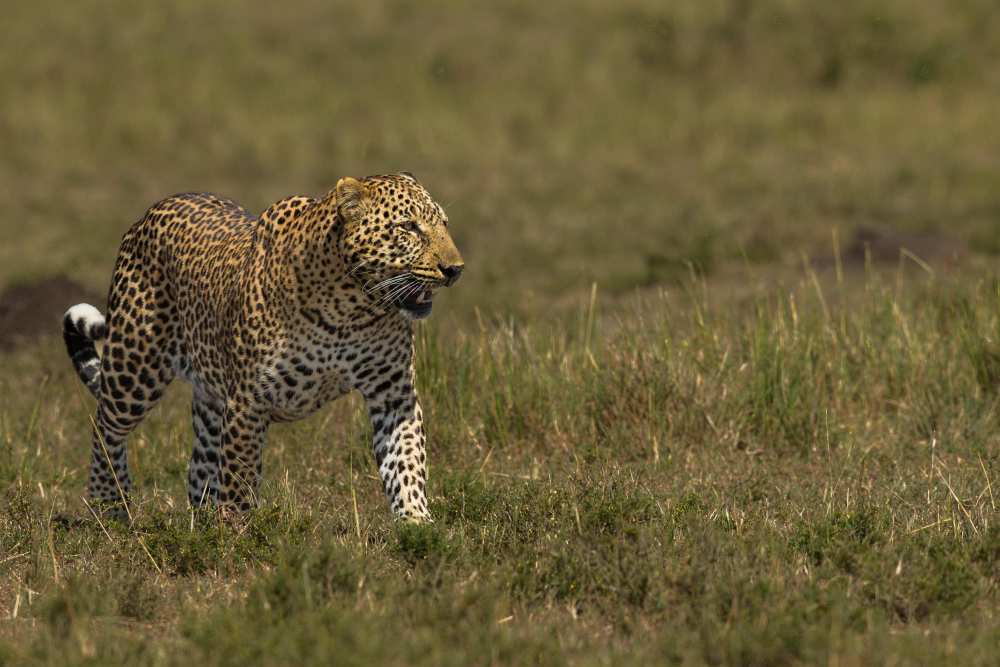 Leopard von Massimo Mei