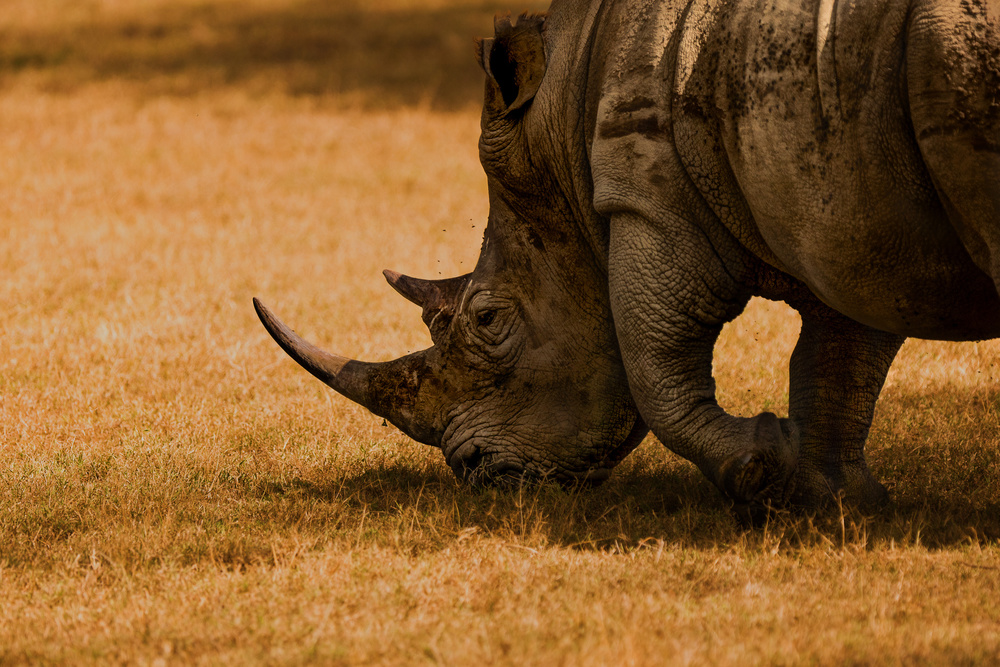 White rhino von Massimo Mei