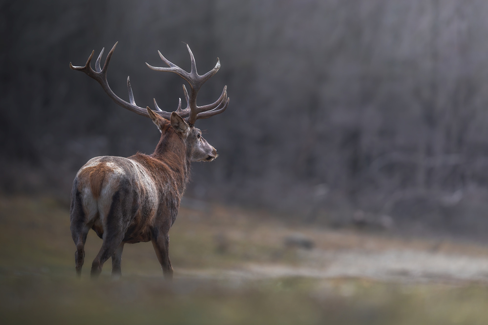 Crowned by nature von Massimo Petrarca