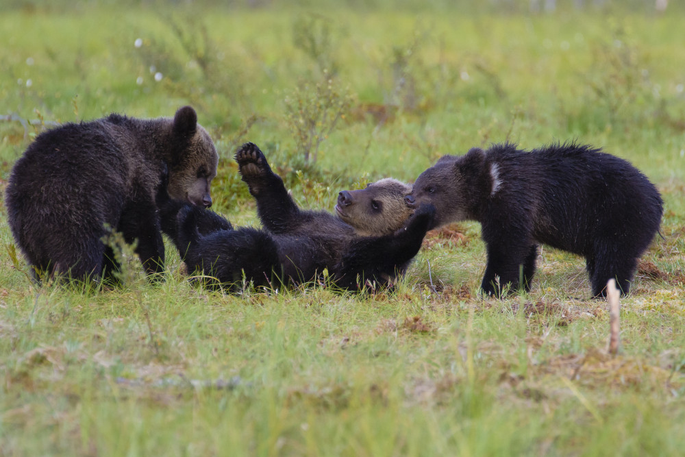 Bear games von Massimo Strumia