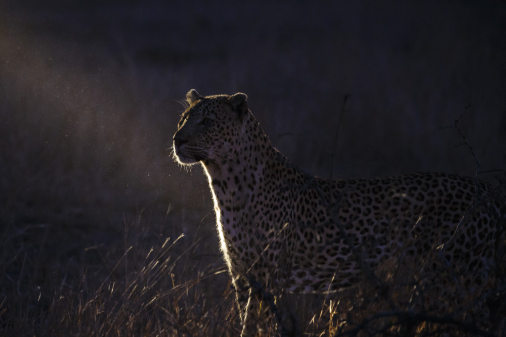 The night of the leopard von Massimo Strumia