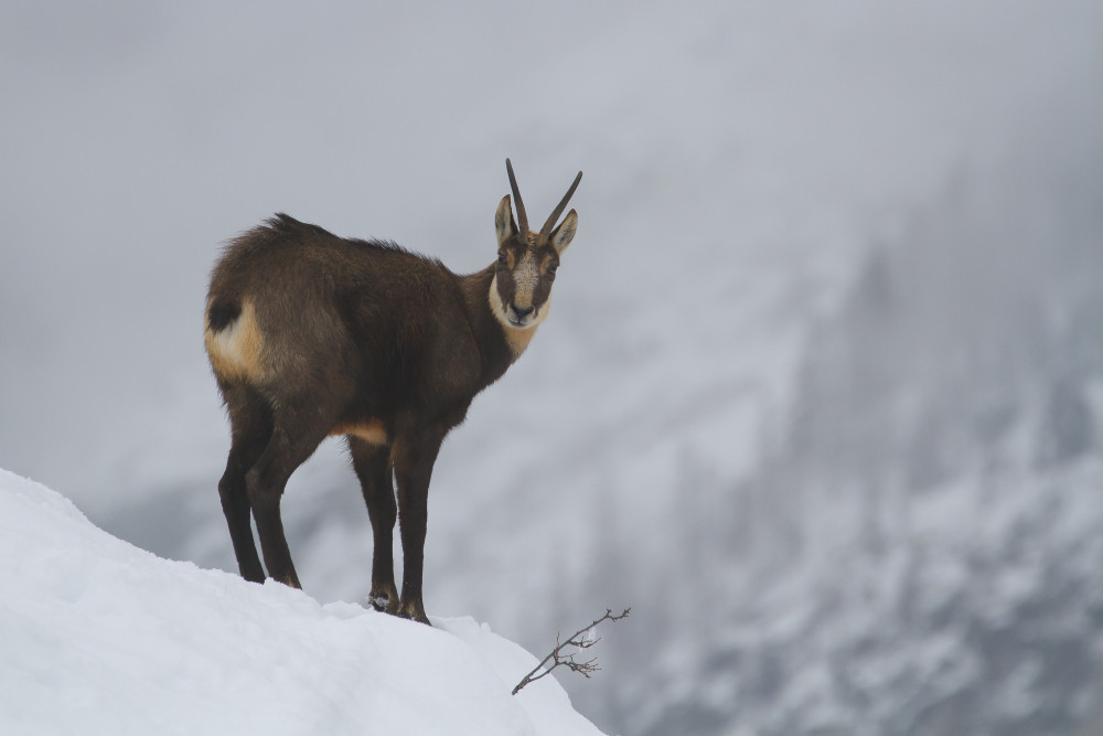 Chamois in the fog von Massimo Strumia