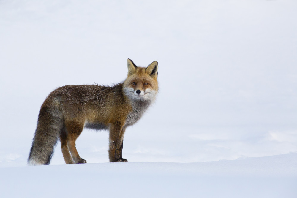 Red fox von Massimo Strumia