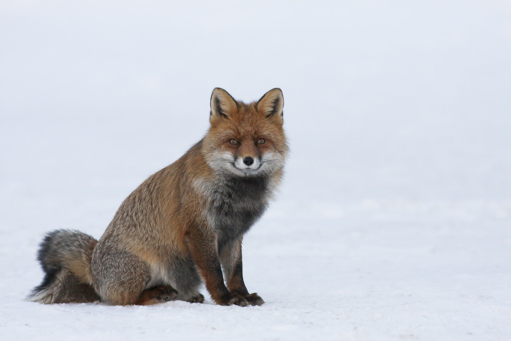 Red Fox von Massimo Strumia