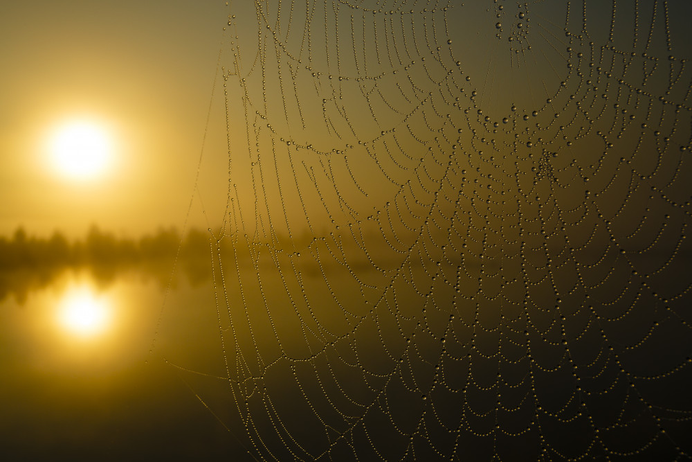 Where is the spider? von Massimo Strumia