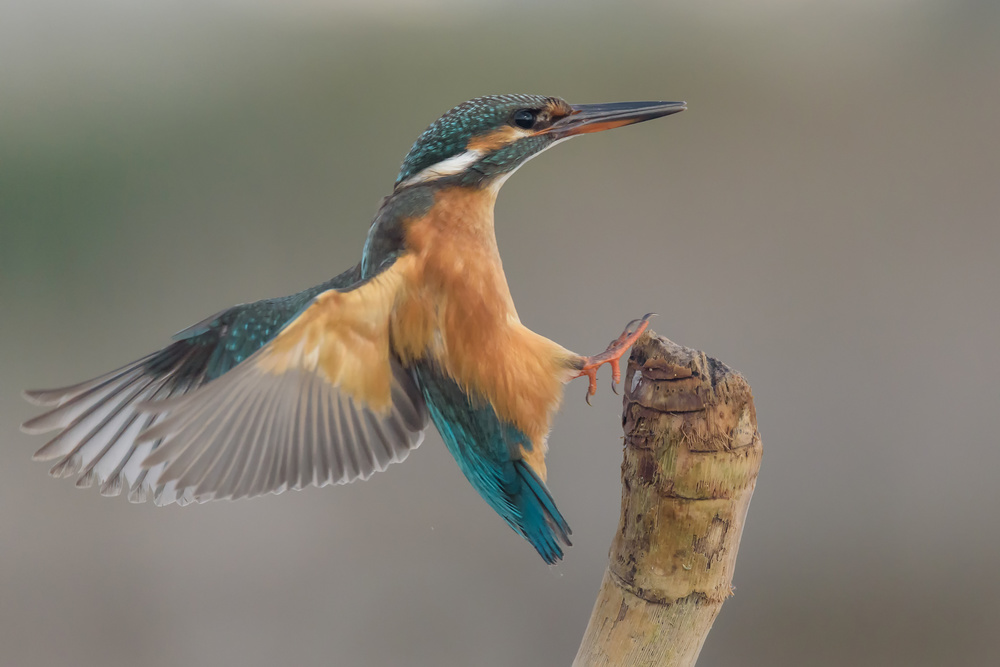 Alcedo atthis #2 von Massimo Tamajo