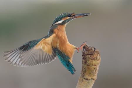 Alcedo atthis #2