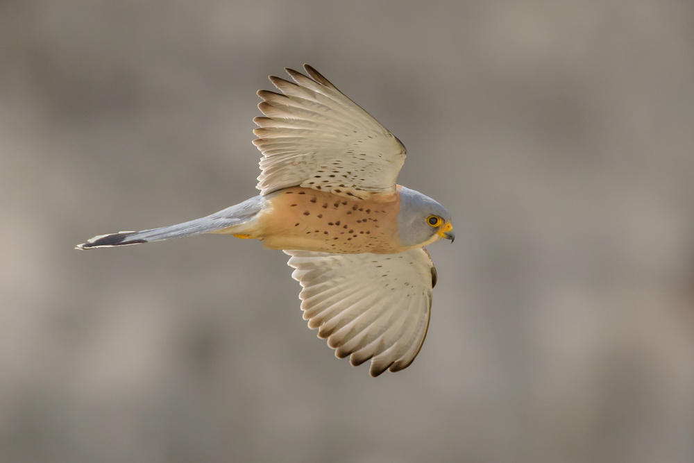 Falco di Naumanni von Massimo Tamajo