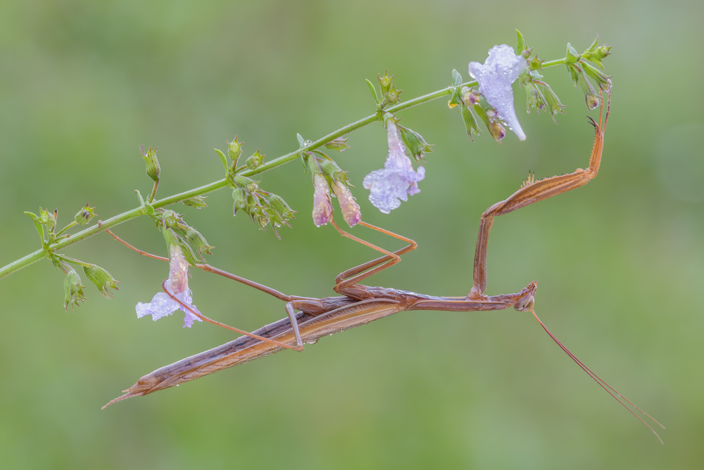 Praying mantis von Massimo Tamajo