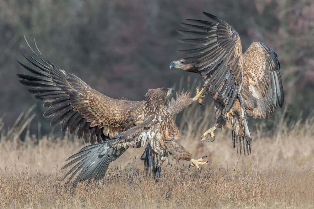 Fight von Massimo Tamajo