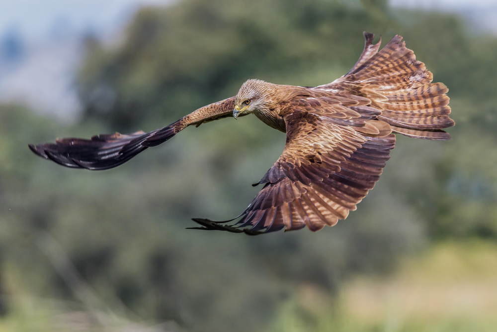 Black kite (Milvus migrans) von Massimo Tamajo