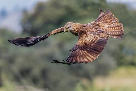 Black kite (Milvus migrans)