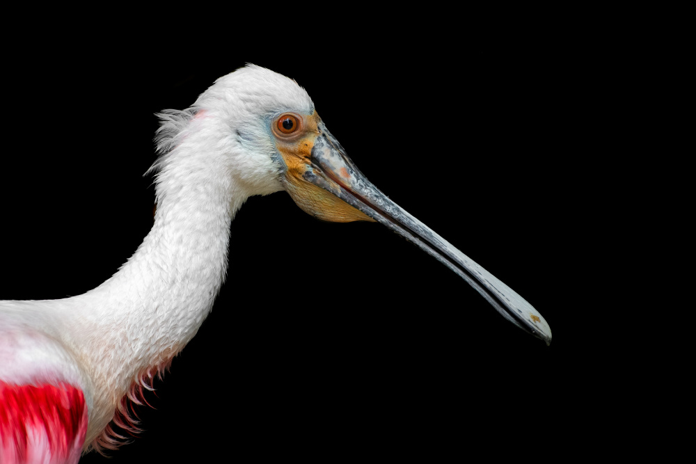 African Spoonbill - Platalea Alba von Mathilde Guillemot