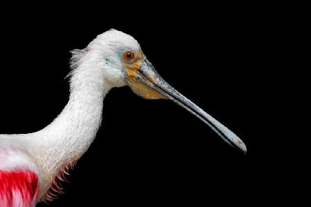 African Spoonbill - Platalea Alba