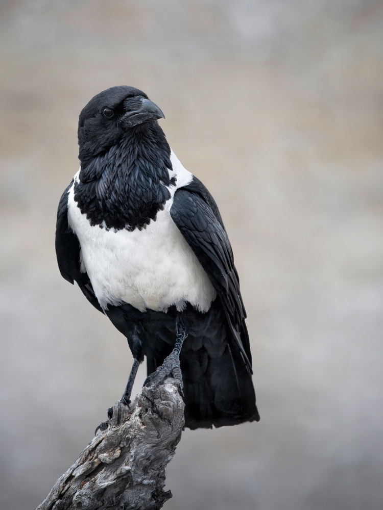 African Pied Crow Portrait von Mathilde Guillemot