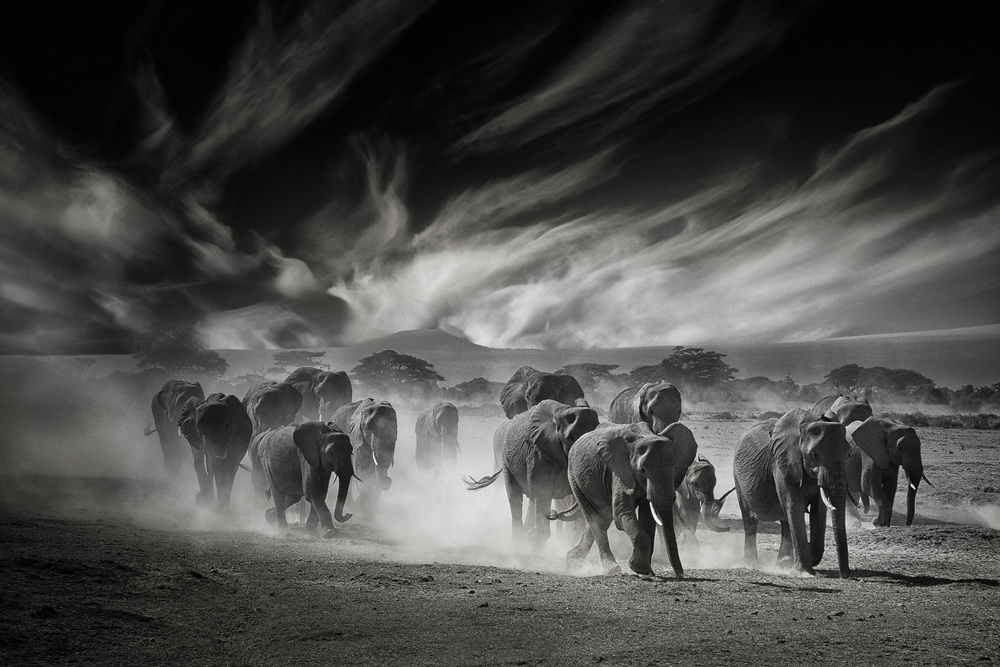 The sky, the dust and the Elephants von Mathilde Guillemot