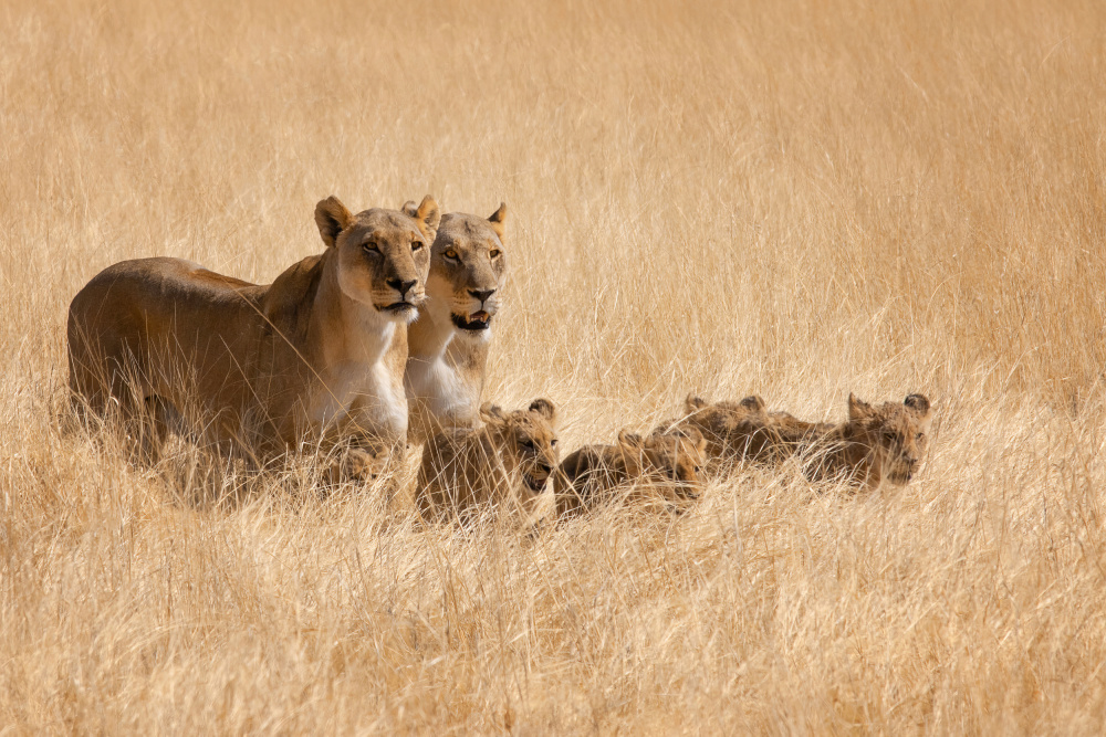 Family Outing von Mathilde Guillemot