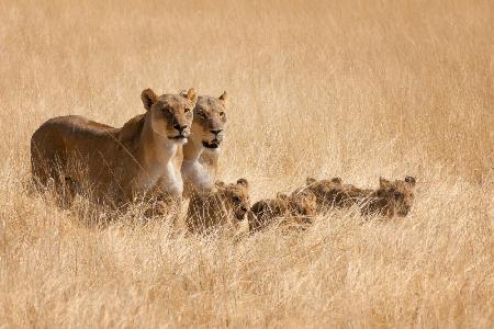 Family Outing