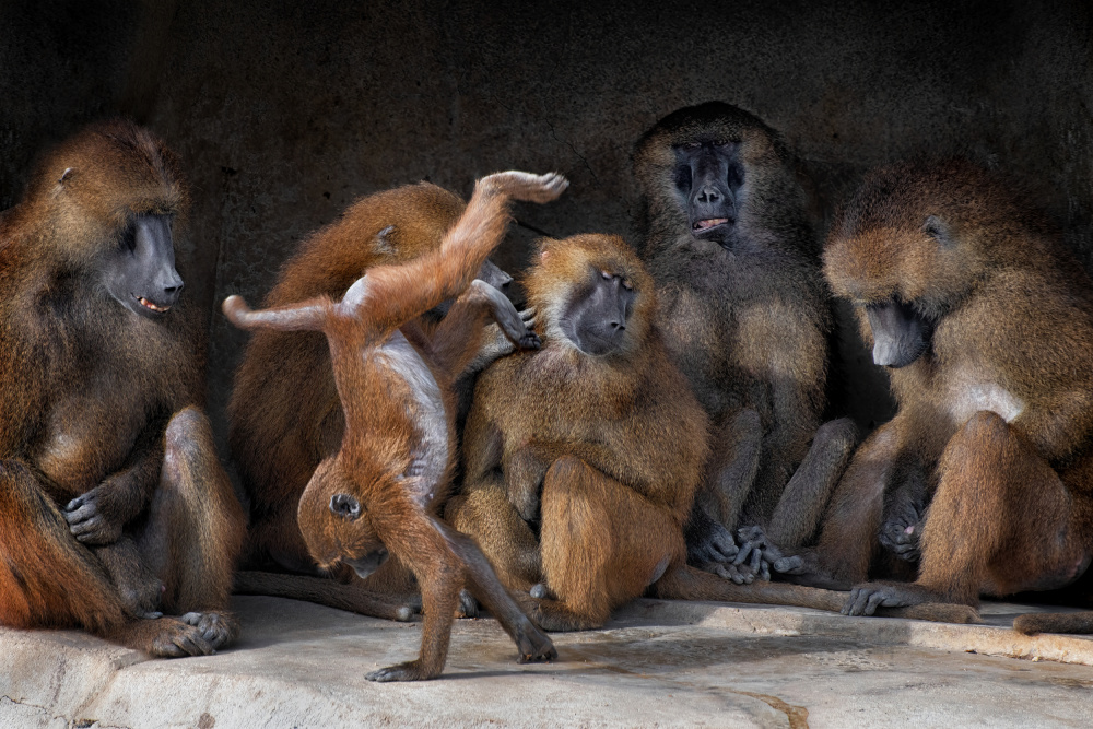 Family Scene - Papio Papio von Mathilde Guillemot