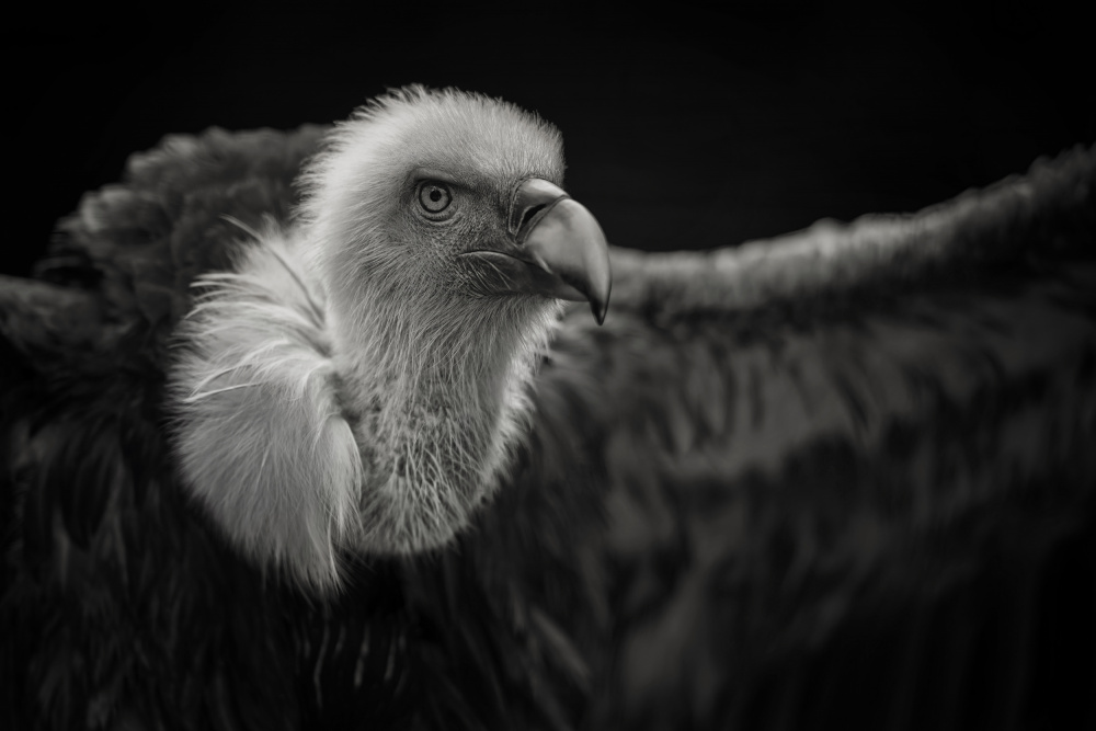 Griffon Vulture von Mathilde Guillemot