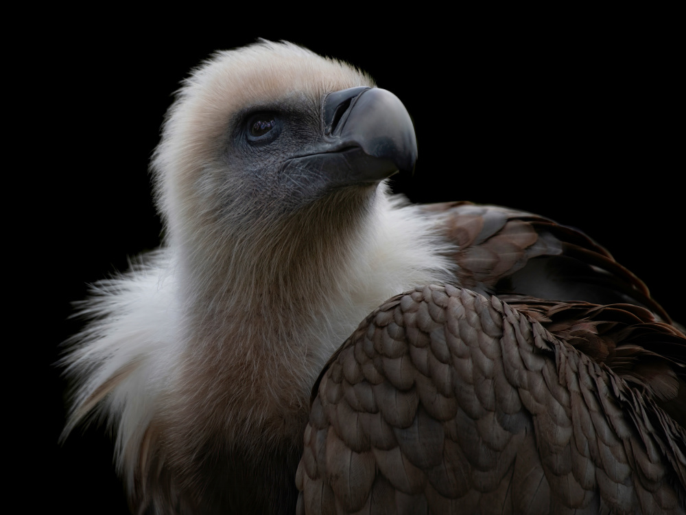 Gyps Fulvus - Griffon Vulture von Mathilde Guillemot