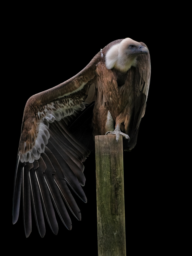 Gyps Fulvus Profil - Griffon Vulture von Mathilde Guillemot