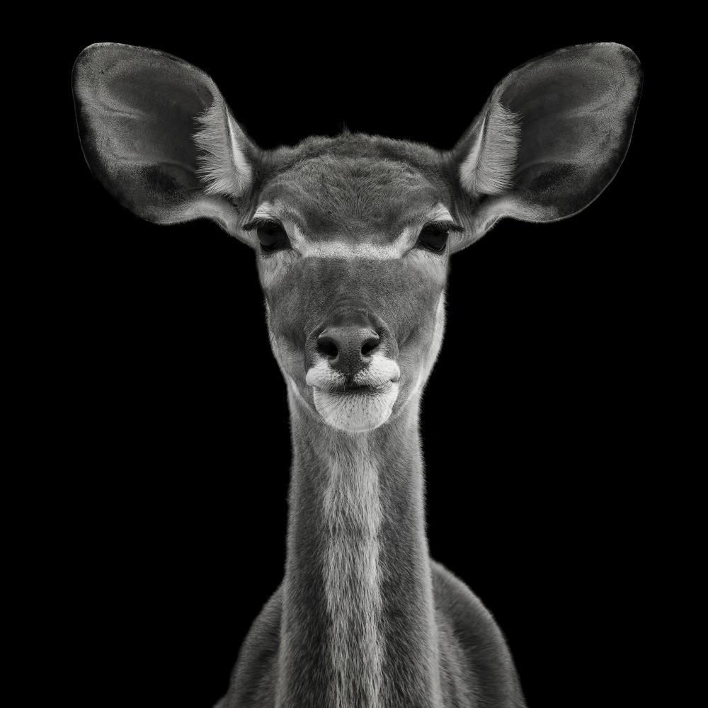 Young Female Greater Kudu - Tragelaphus Strepsiceros von Mathilde Guillemot