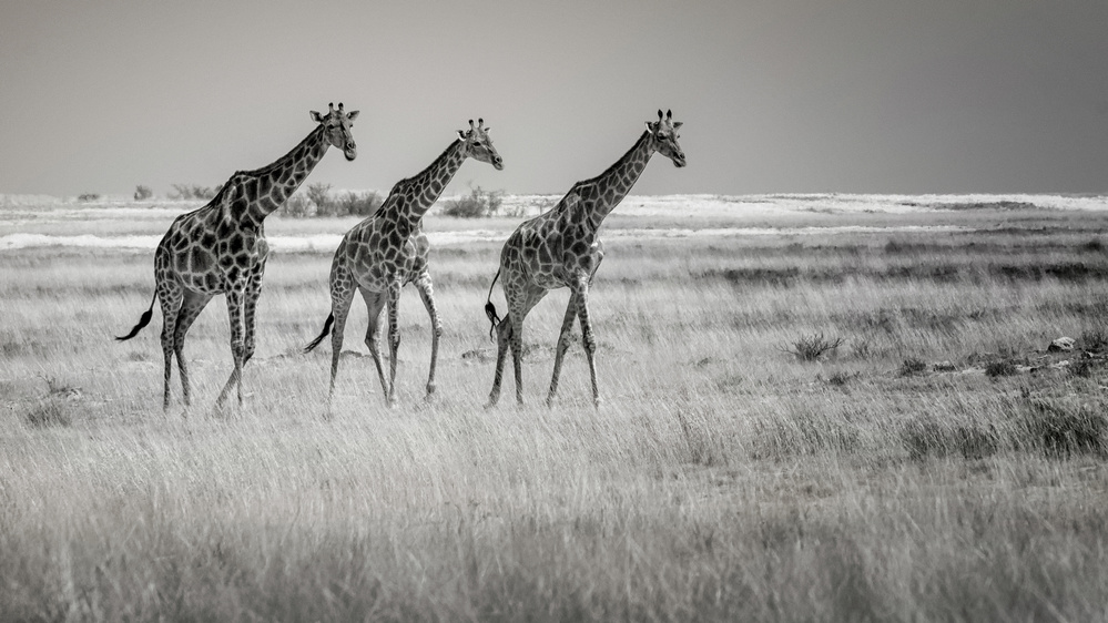 Come on girls. Lets go home! von Mathilde Guillemot