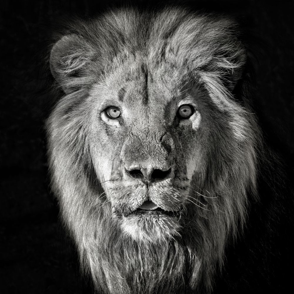 Lion Portrait- Panthera Leo von Mathilde Guillemot