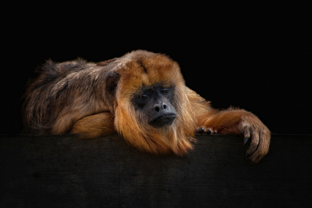 Im Bored - Baboune - Alouatta Macconnelli von Mathilde Guillemot