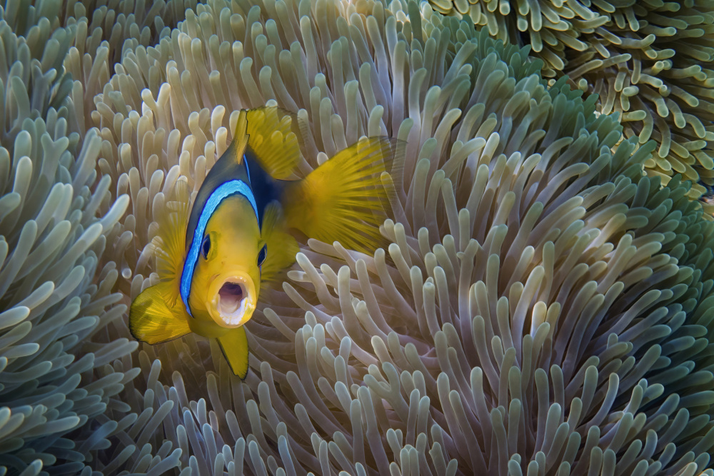 Nemo - Amphiprion Bicinctus von Mathilde Guillemot