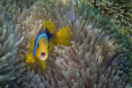 Nemo - Amphiprion Bicinctus